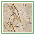 bidassar_brown