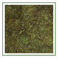 mml_green